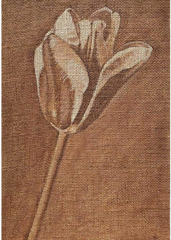 Lily Tulip