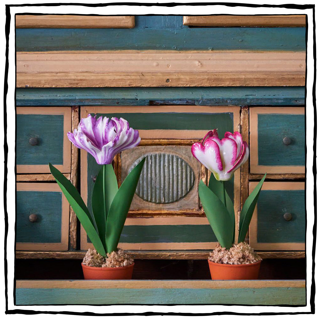 Porcelain Tulip in a Terracotta Pot