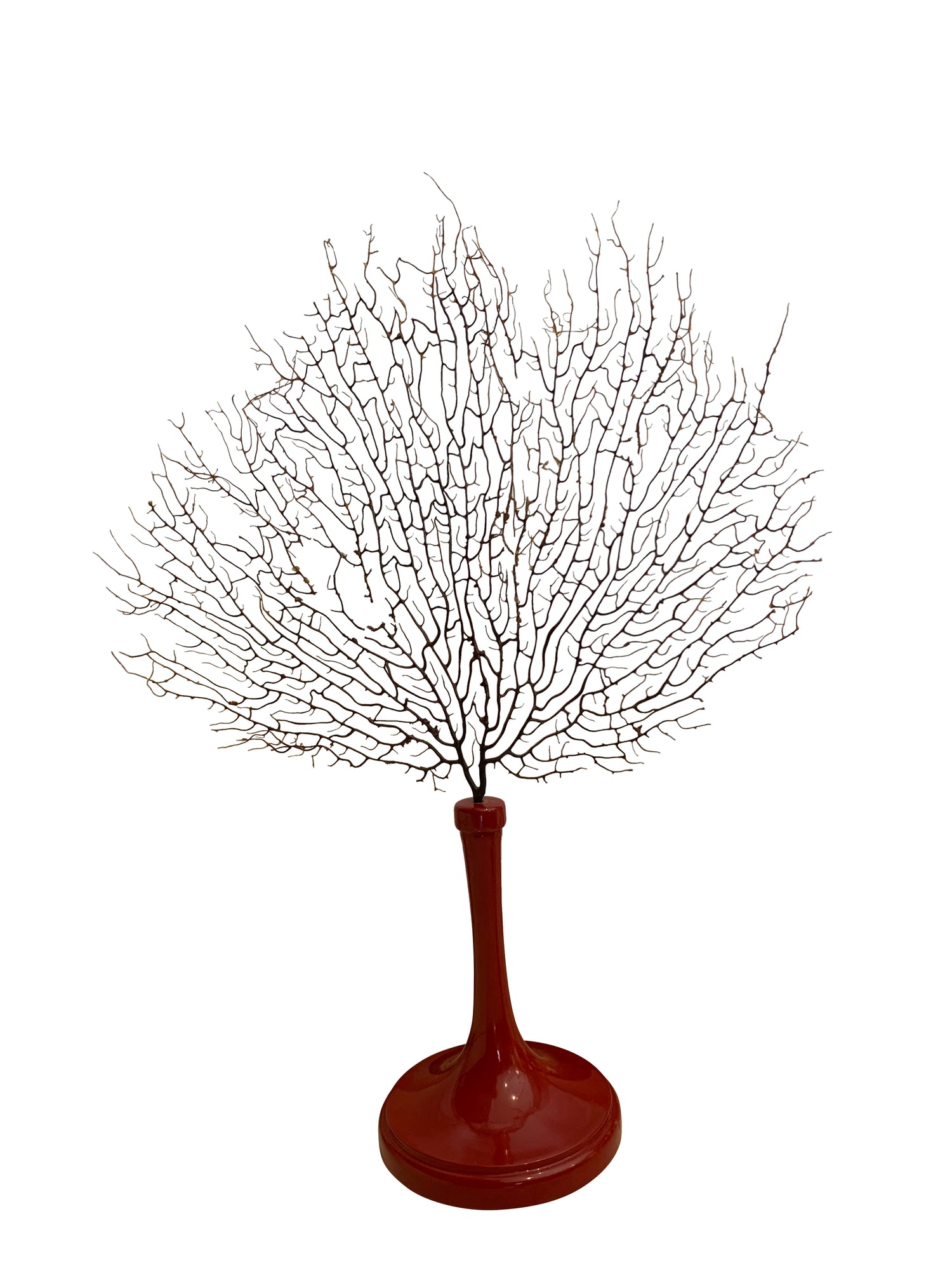 Natural Sea Fan on Red Lacquered Base