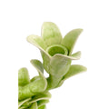 Tulip Candelabra - Victoria Green