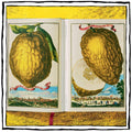 The Book of Citrus Fruits