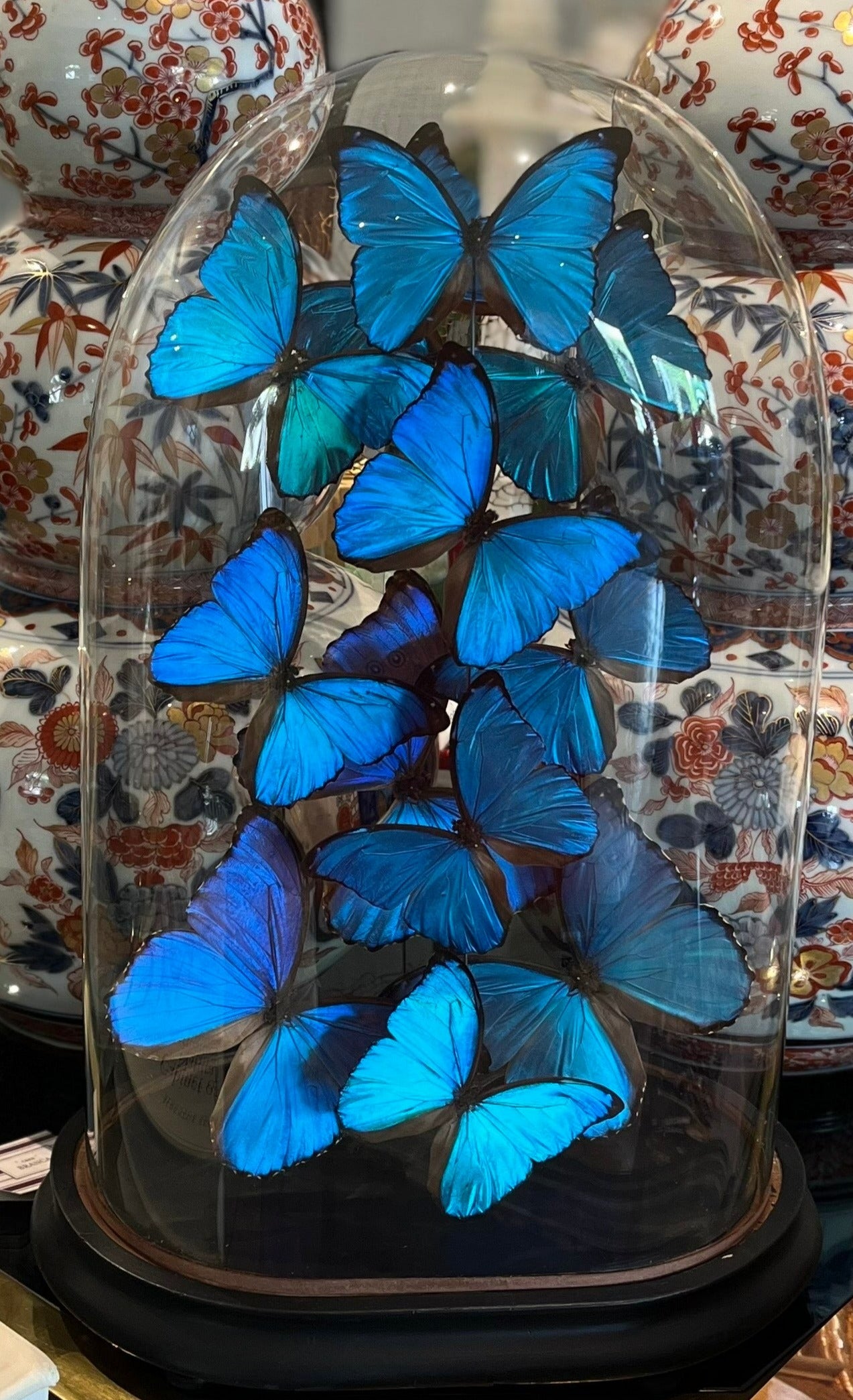 Blue Morphos Butterflies in Oval Dome
